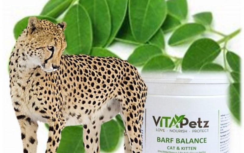 3. barf-balance-kat-kitten