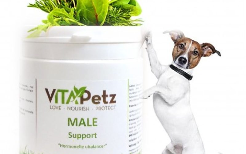 6. male-support